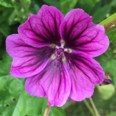 Malva Sylvestris 'Mystic Merlin'