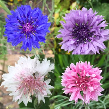 Centaurea Cyanus Double Mix