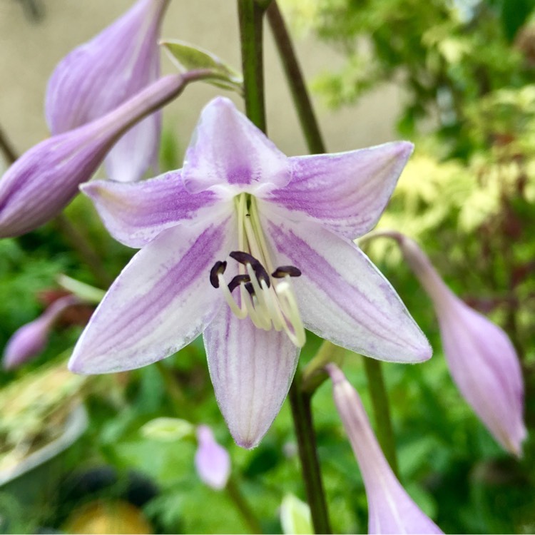 Plant image Hosta 'Regal Splendor'