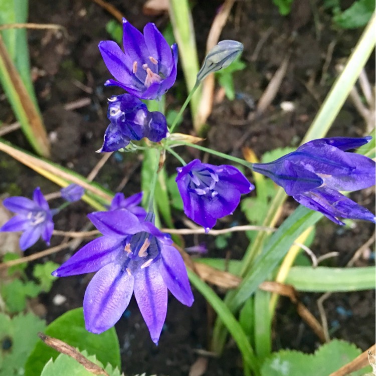 Plant image Triteleia 'Queen Fabiola' syn. Brodiaea 'Queen Fabiola'