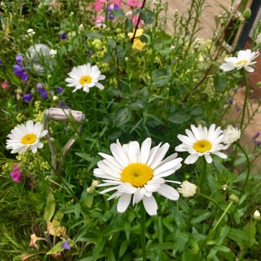 Leucanthemum vulgare