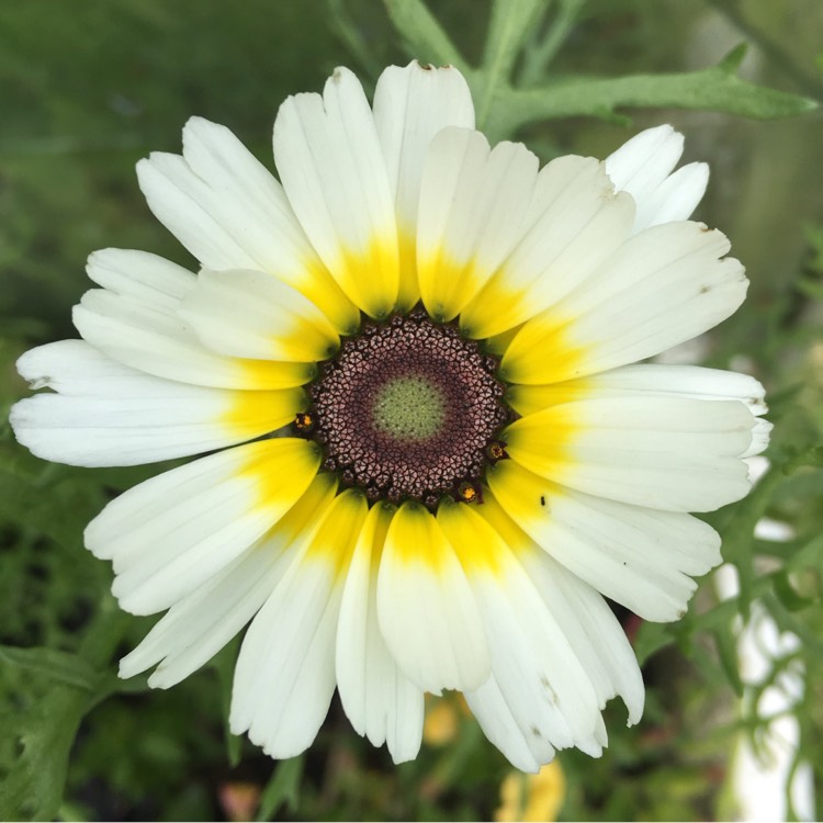 Plant image Chrysanthemum carinatum 'Polar Star'