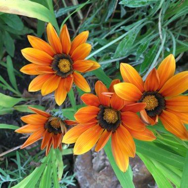 Gazania