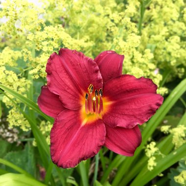 Hemerocallis 'Crimson Pirate'