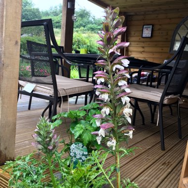 Acanthus spinosus