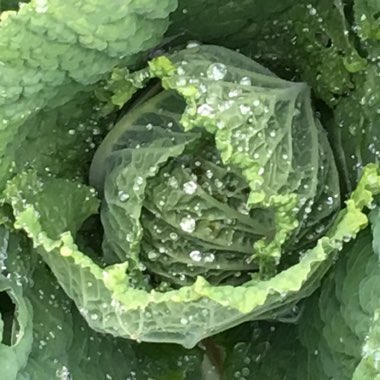 Brassica oleracea capitata 'King' F1