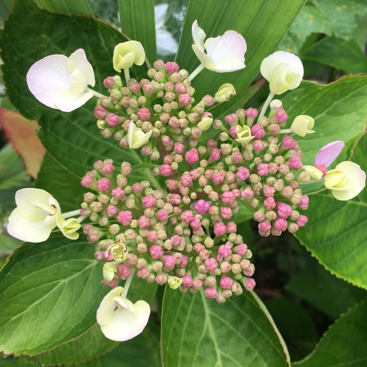 Plant image Hydrangea macrophylla 'Mariesii Perfecta'