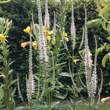 Veronicastrum virginicum 'Album'