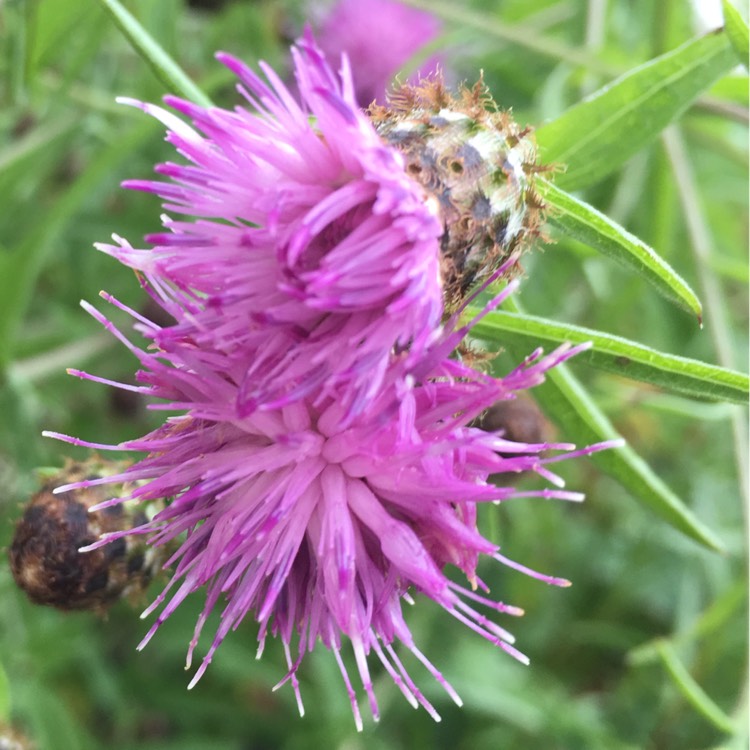 Plant image Centaurea nigra