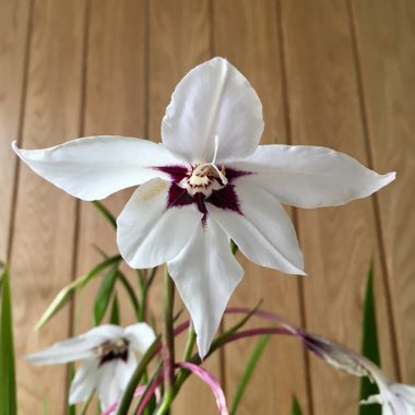 Gladiolus murielae syn. Acidanthera bicolor, Acidanthera bicolor 'Murielae', Acidanthera murielae, Gladiolus bicolor 'Murielae', Gladiolus callianthus, Gladiolus callianthus 'Murielae', Gladiolus 'Murieliae'