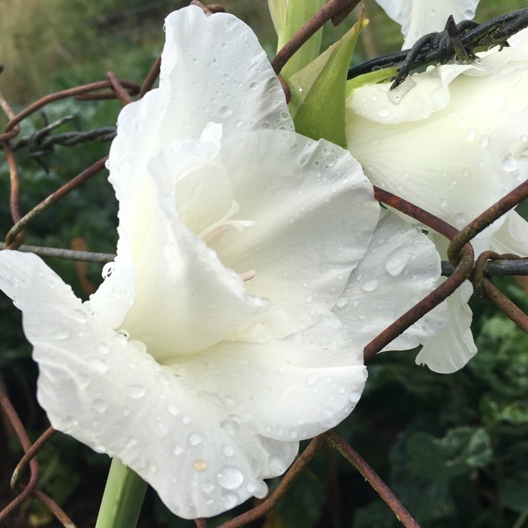 Plant image Gladiolus 'White Prosperity'