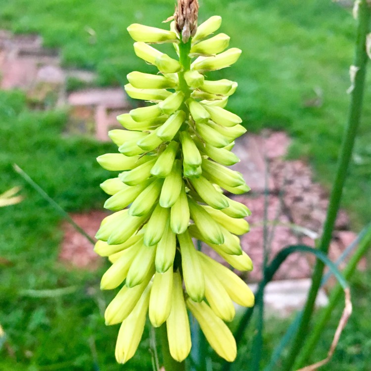 Plant image Kniphofia 'Pineapple Popsicle' (Popsicle Series)