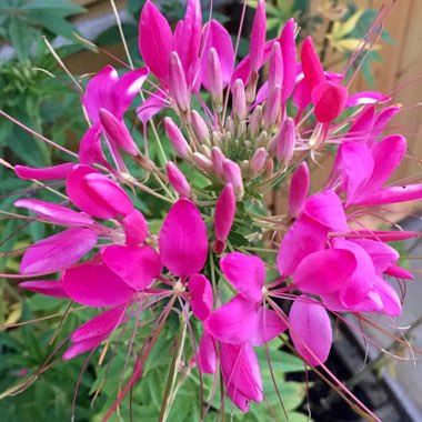 Cleome Violet Queen