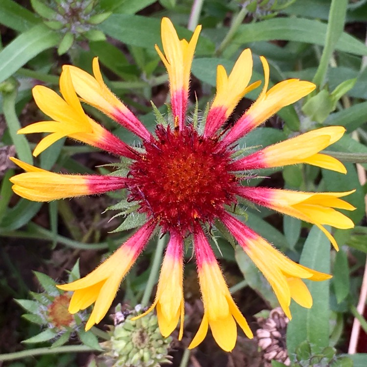 Plant image Gaillardia x grandiflora 'Fanfare' syn. Gaillardia 'Fanfare'