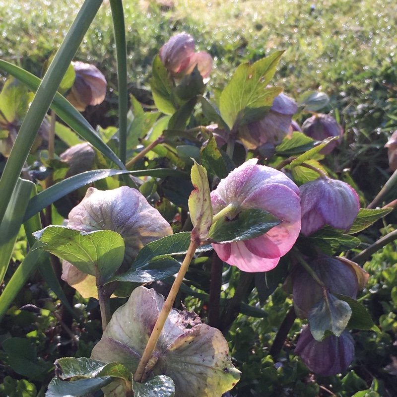 Helleborus x hybridus 'Ashwood Garden Hybrids'