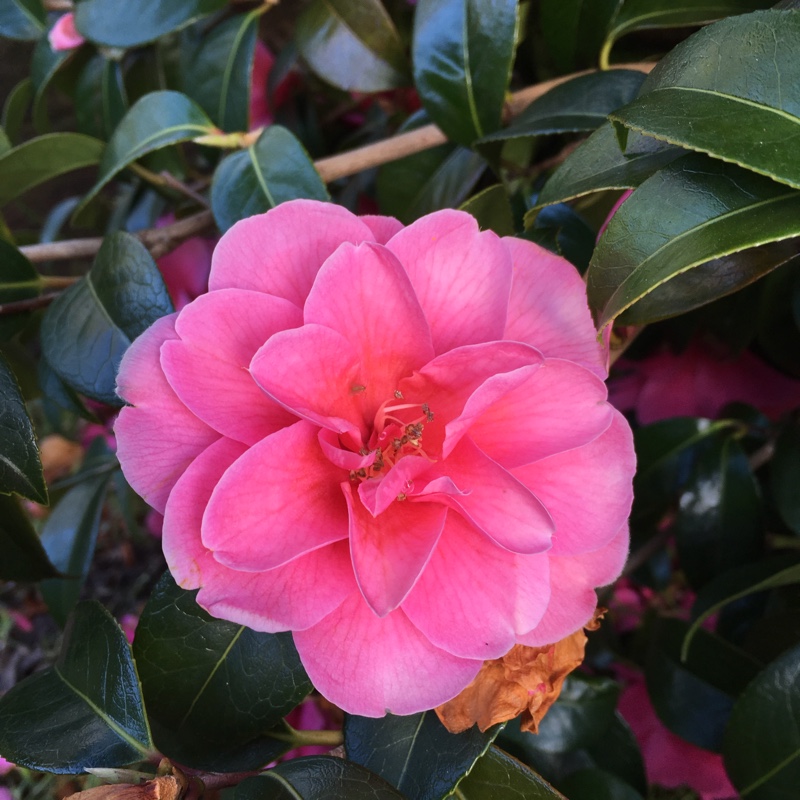 Camellia