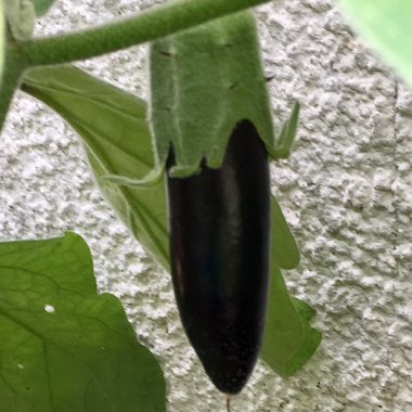 Solanum melongena 'Orlando'