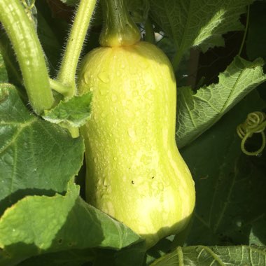 Cucurbita moschata 'Hawk'