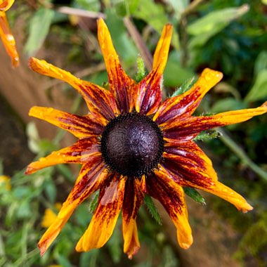 Rudbeckia hirta 'Kelvedon Star'