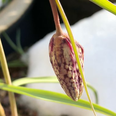 Fritillaria meleagris