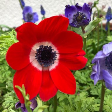 Anemone coronaria De Caen (Mix)