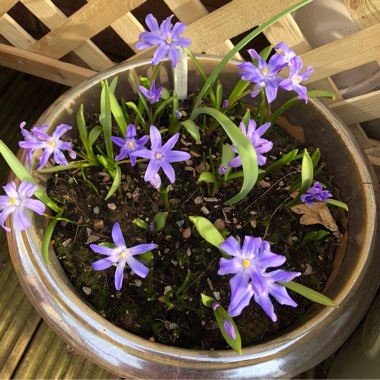 Chionodoxa luciliae (Boiss) syn. Scilla luciliae