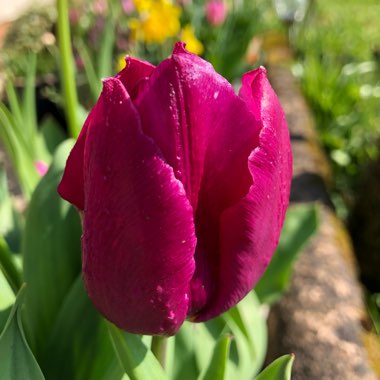 Tulipa