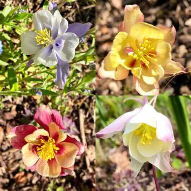 Aquilegia Caerulea