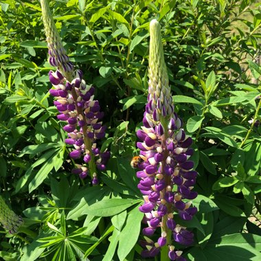 Lupinus 'Manhattan Lights'