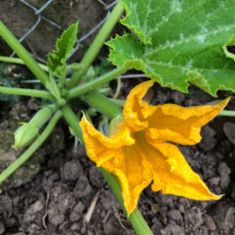 Plant image Cucurbita Pepo var. Cylindrica 'All Green Bush'