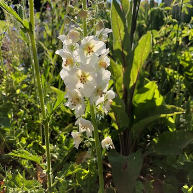 Verbascum 'Temptress White'