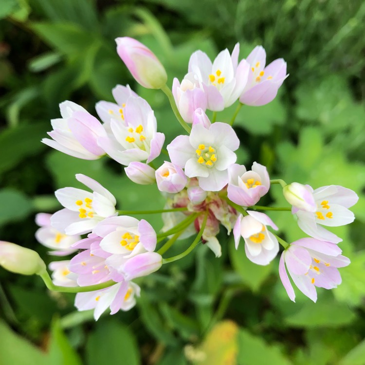 Plant image Allium neapolitanum