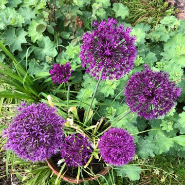 Allium hollandicum 'Purple Sensation' syn. Allium 'Purple Sensation', Allium aflatunense 'Purple Sensation'