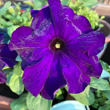 Petunia 'Express Blue'