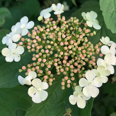 Viburnum plicatum f. tomentosum 'Mariesii' syn. Viburnum mariesii