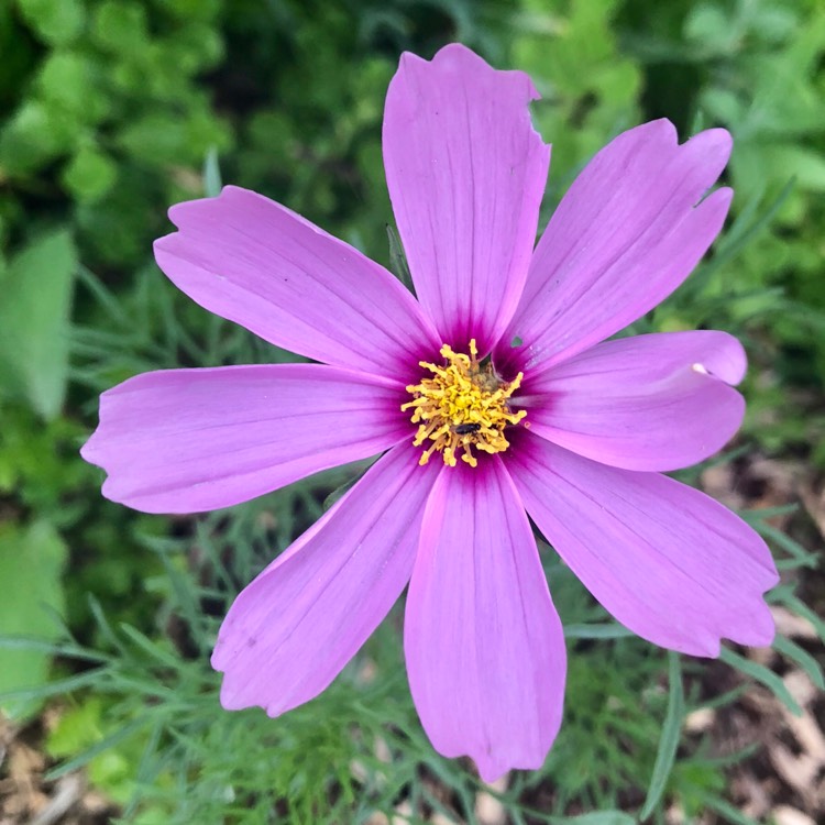 Plant image Cosmos 'Versailles Tetra'