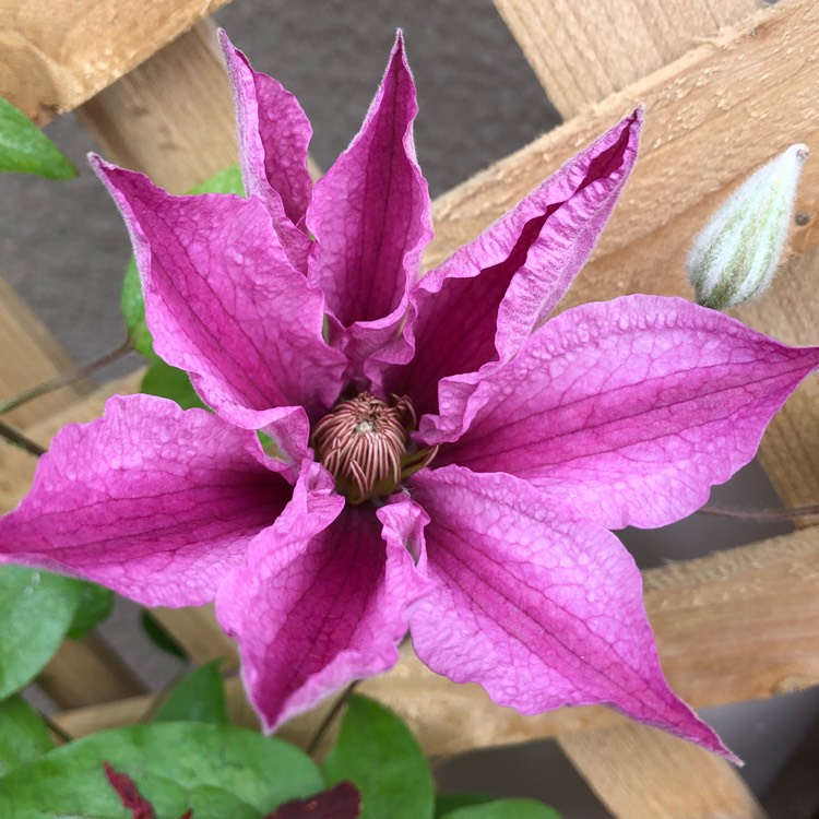 Plant image Clematis 'Sally'™ evipo077