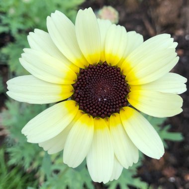 Chrysanthemum segetum 'Eastern Star'