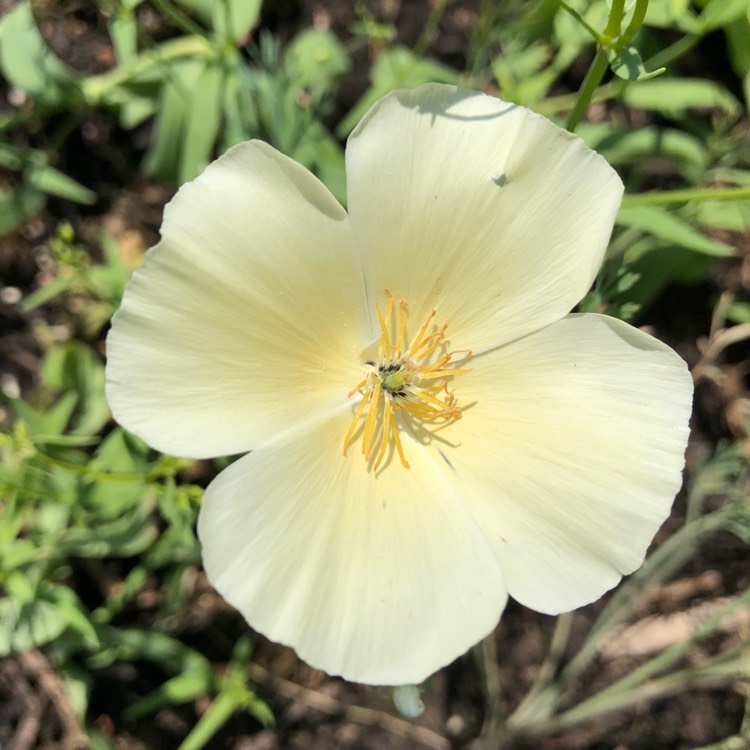 Plant image Eschscholzia californica 'Mission Bells'