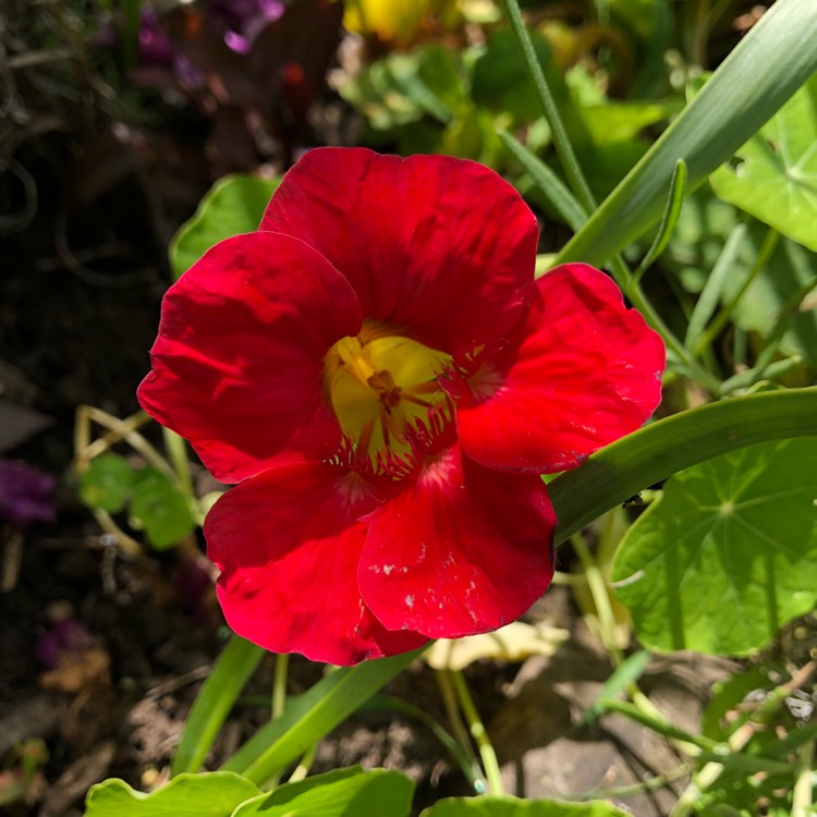 Plant image Tropaeolum majus 'Jewel Cherry Rose'