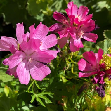 Sidalcea hybrida 'Party Girl'