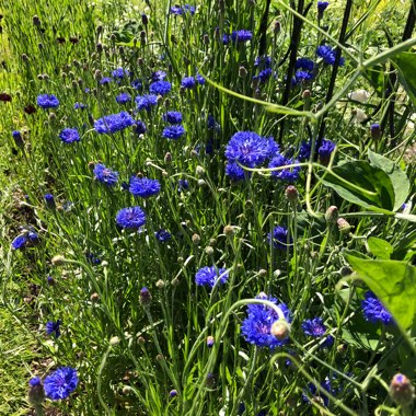 Centaurea cyanus 'Blue Diadem'