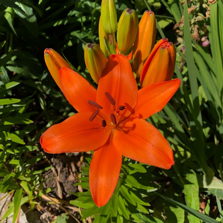 Plant image Lilium 'Apeldoorn'