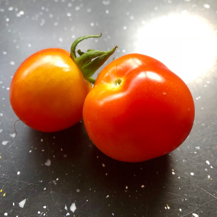 Plant image Solanum lycopersicum 'Maskotka'