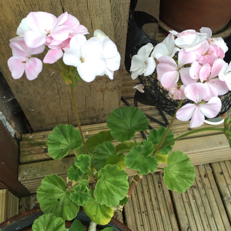 Pelargonium