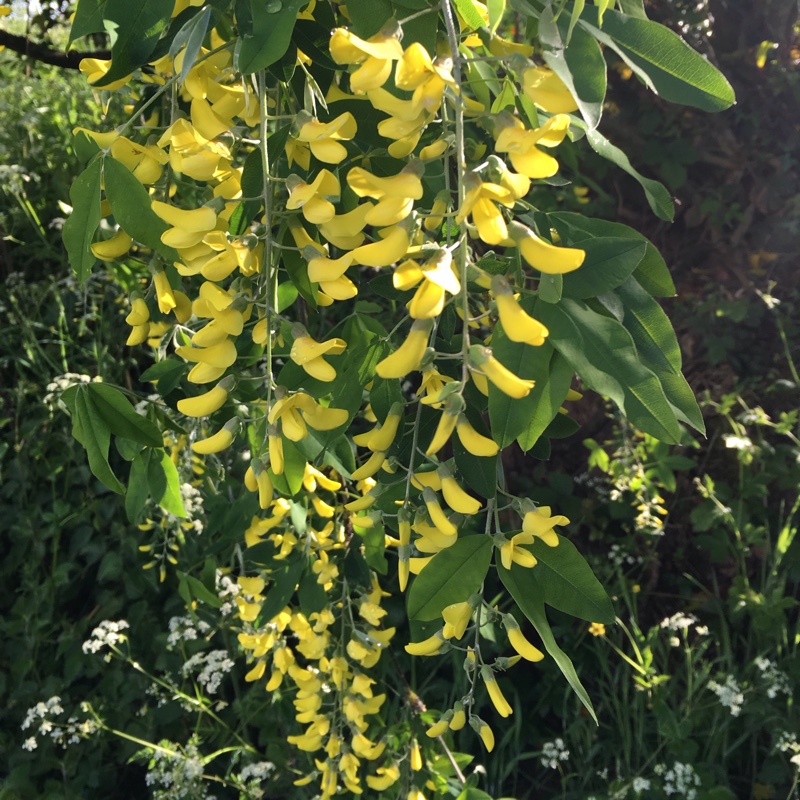 Laburnum x watereri