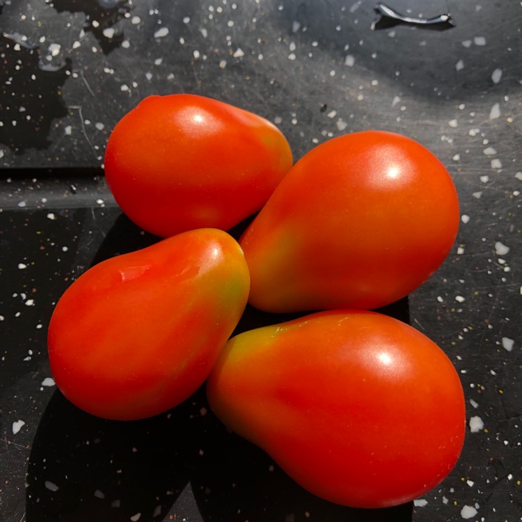 Plant image Solanum Lycopersicum 'Red Pear'