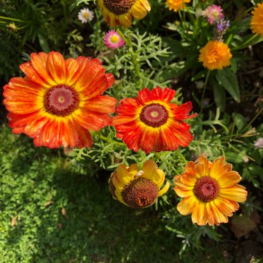 Chrysanthemum Sunshine Mix