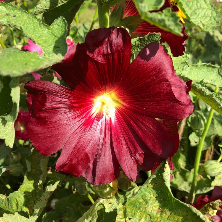 Plant image Alcea rosea 'Majorette Group'