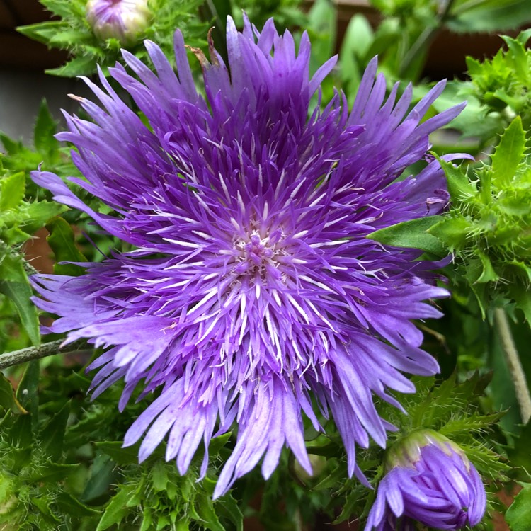 Plant image Stokesia laevis 'Blue Frills'